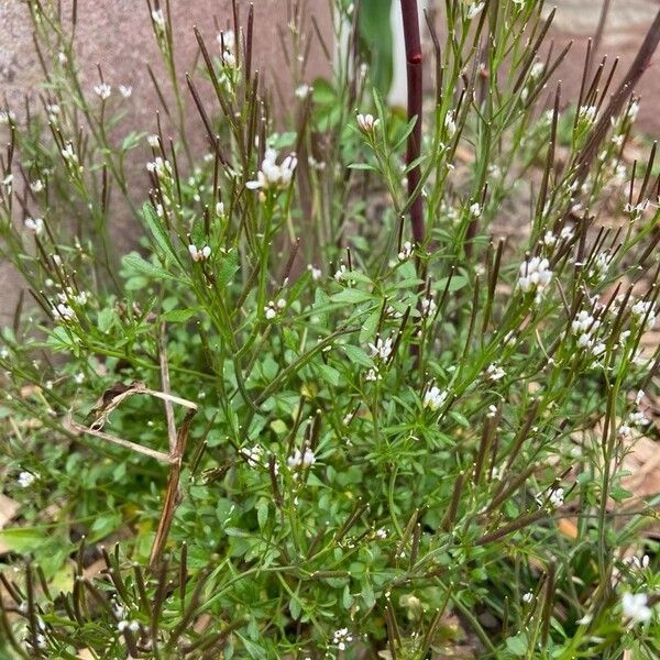 Cardamine parviflora Habit