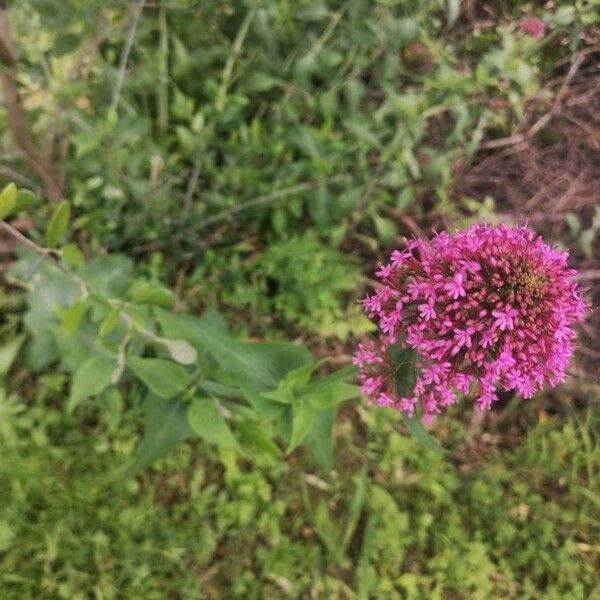 Centranthus ruber Кветка