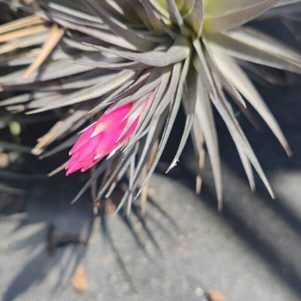 Tillandsia stricta Flower