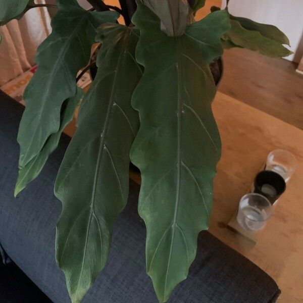 Alocasia lauterbachiana Листок