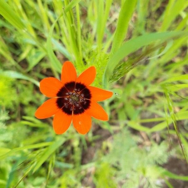 Adonis annua Fleur