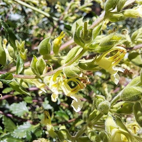 Teucrium flavum Kukka