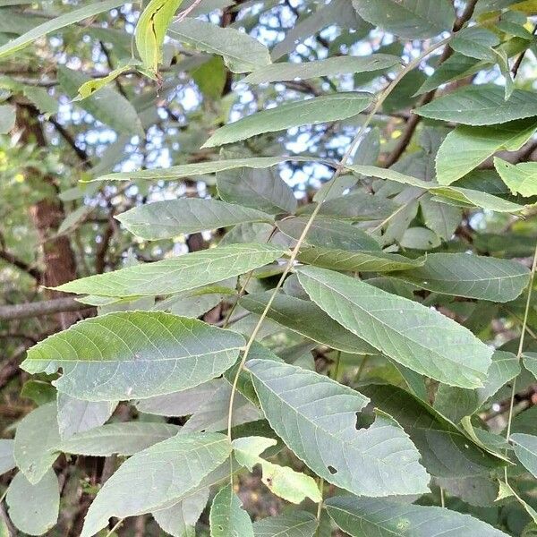 Juglans nigra Blad