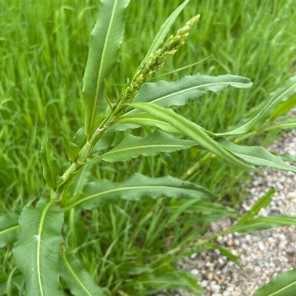 Rumex altissimus Blad