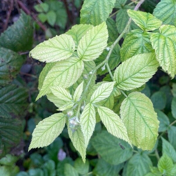 Rubus idaeus Листок