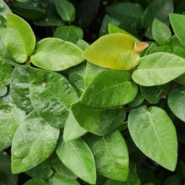 Ficus pumila Foglia