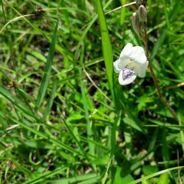 Asystasia gangetica Blomma