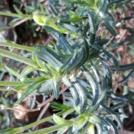 Cistus umbellatus Folla