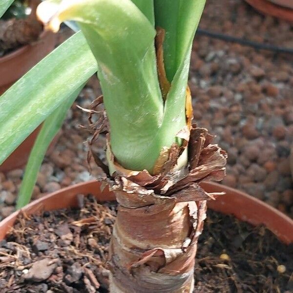 Alocasia cucullata 樹皮