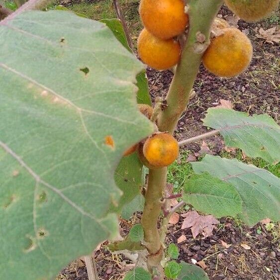 Solanum quitoense 果実