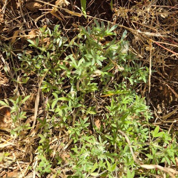 Leobordea platycarpa Habit