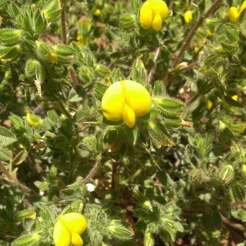 Ononis pubescens Flower