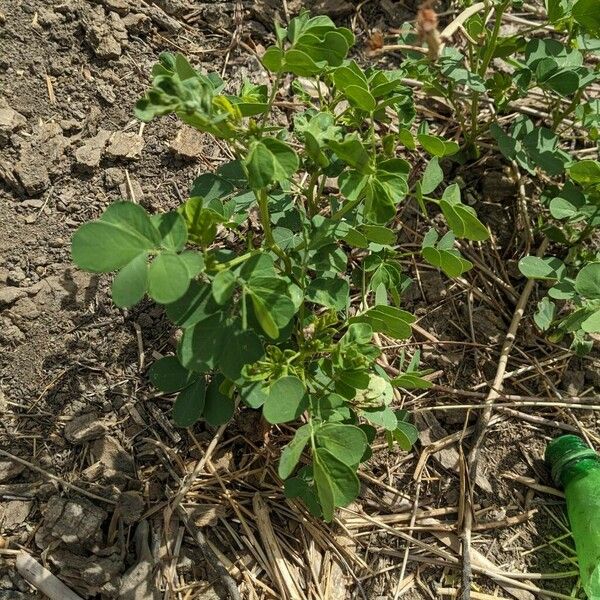 Senna obtusifolia Fulla