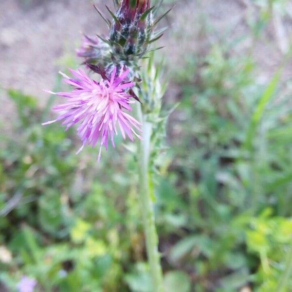 Carduus pycnocephalus Blüte