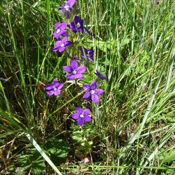 Legousia speculum-veneris 花