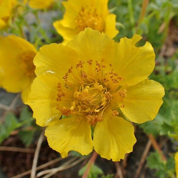 Geum reptans Flor