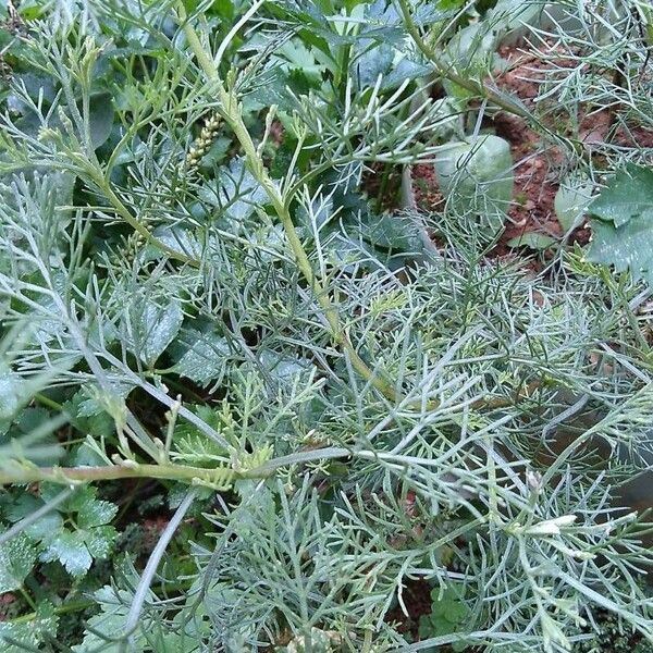 Artemisia abrotanum Leaf