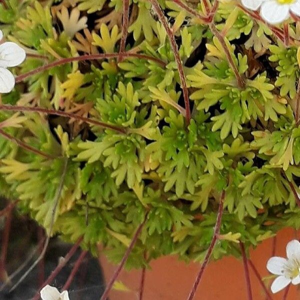 Saxifraga rosacea 葉