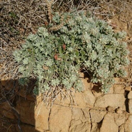 Artemisia caerulescens Lorea