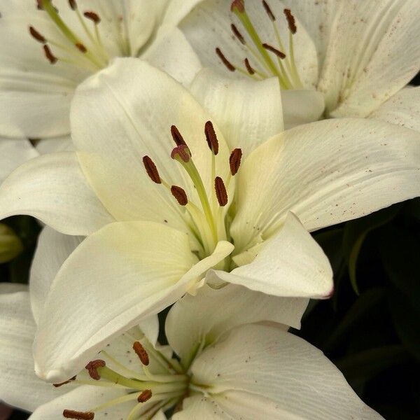 Lilium candidum Flor