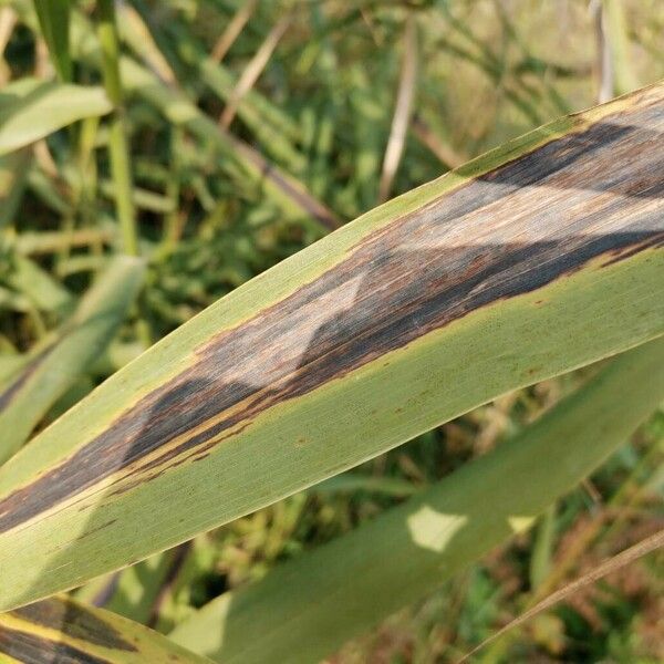 Phragmites australis Leht