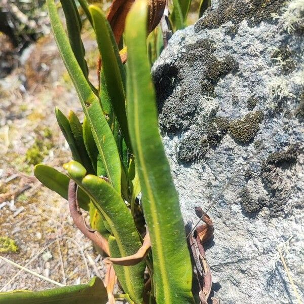 Elaphoglossum minutum Levél