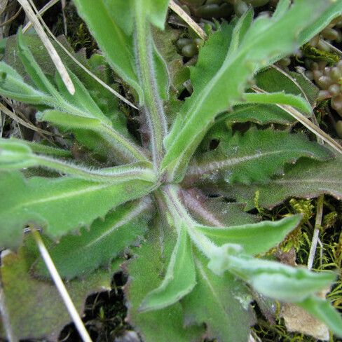 Arabis auriculata आदत