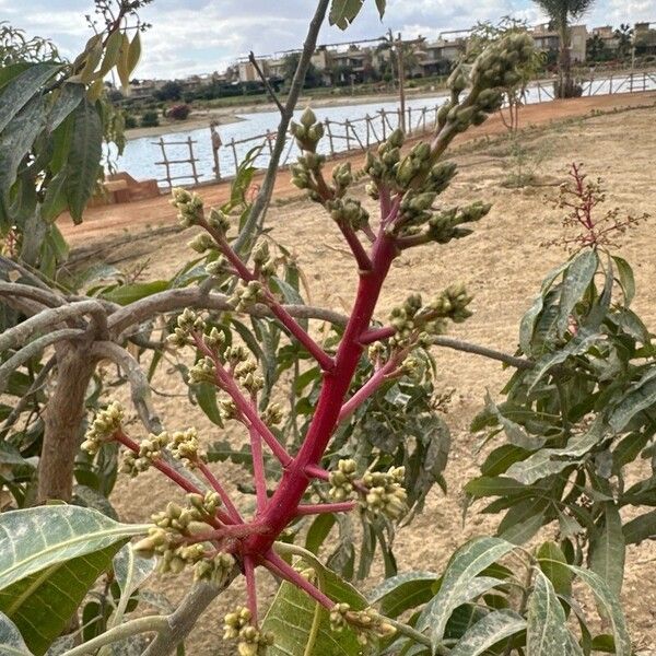 Mangifera indica Flower