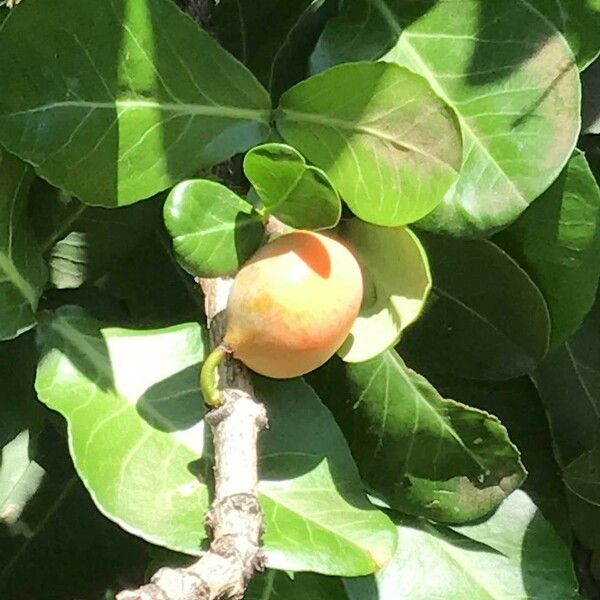 Garcinia livingstonei Vili