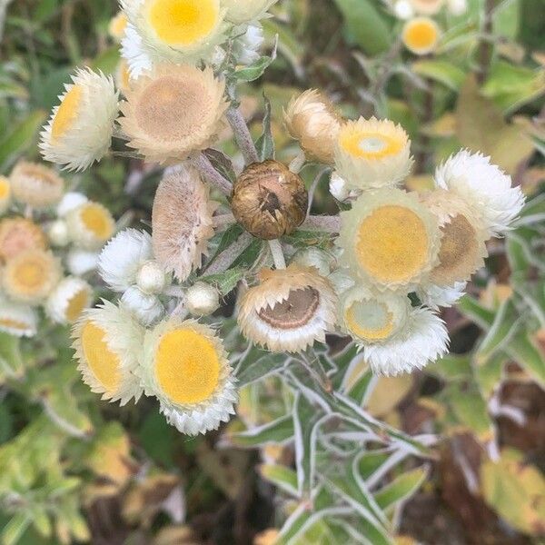 Helichrysum foetidum Lorea