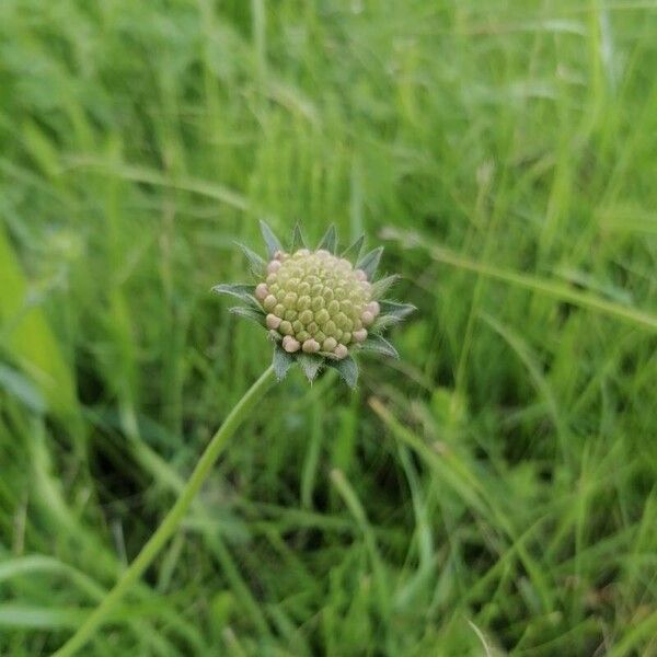 Knautia arvensis Çiçek