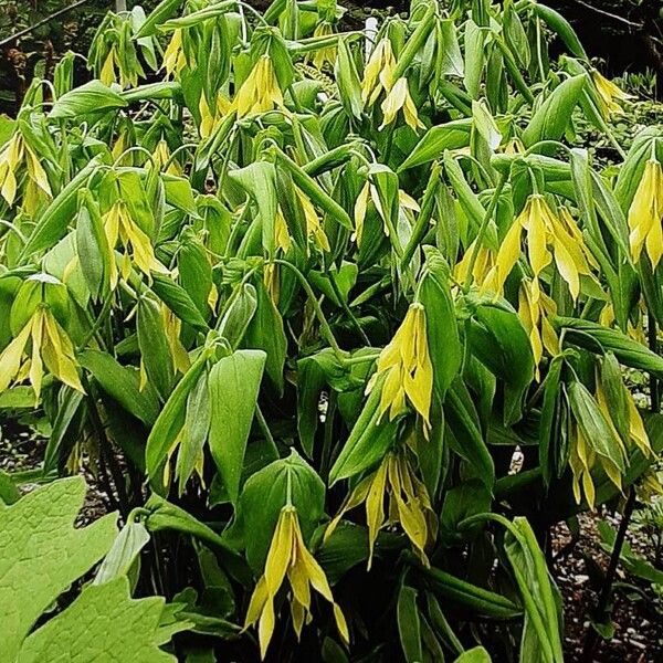 Uvularia grandiflora Habitus