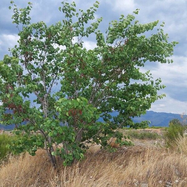 Cercis griffithii Хабит