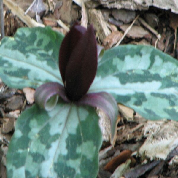 Trillium underwoodii (Longbract wakerobin)