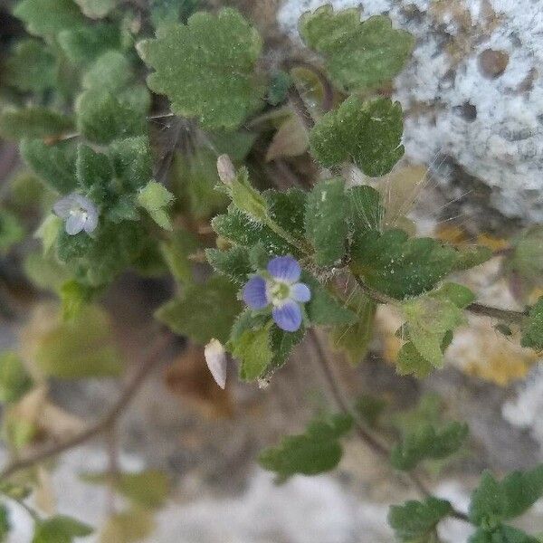 Veronica polita Flower