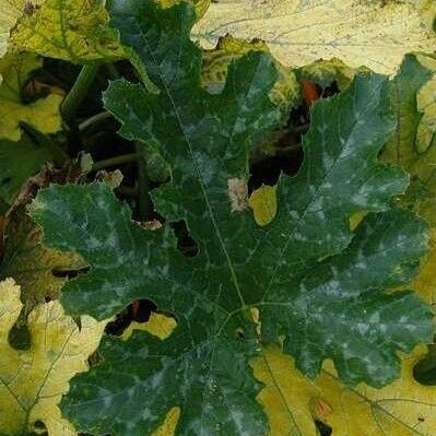 Cucurbita pepo Leaf