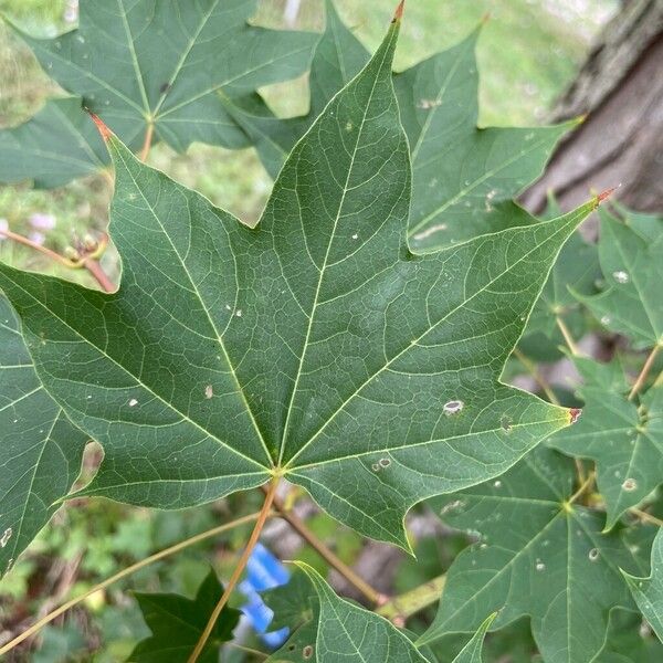 Acer cappadocicum Лист