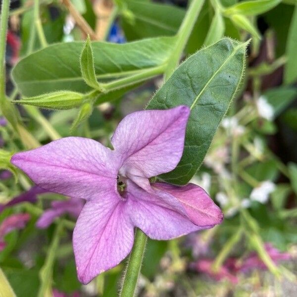 Nicotiana alata Λουλούδι