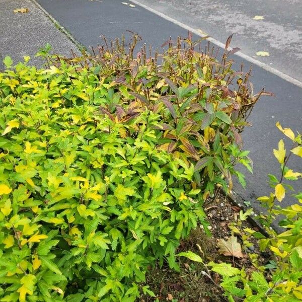 Spiraea cantoniensis Habitat