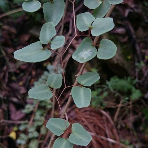 Hemionitis ovata List