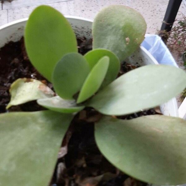 Cotyledon orbiculata Blad