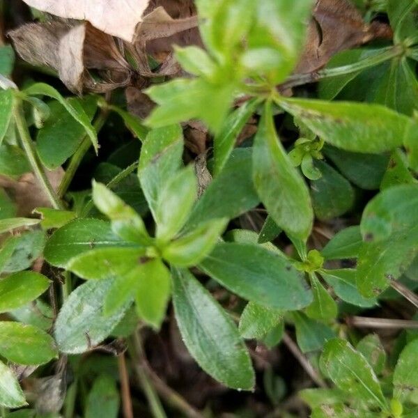 Galium triflorum Feuille