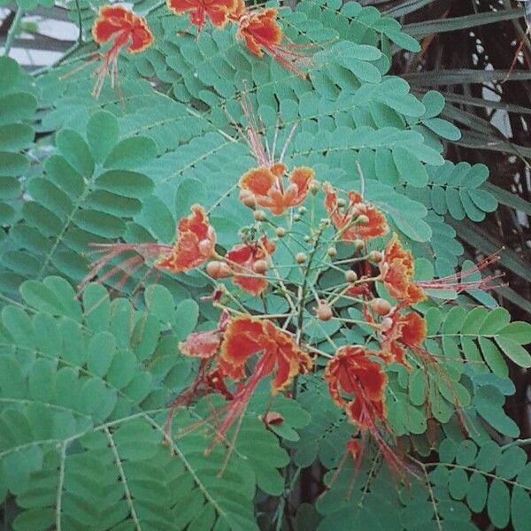 Caesalpinia pulcherrima Floro