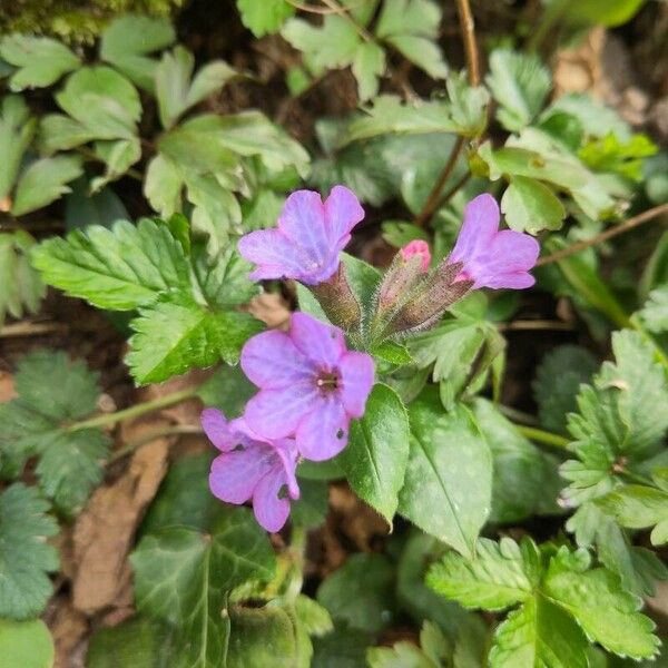 Pulmonaria officinalis Çiçek