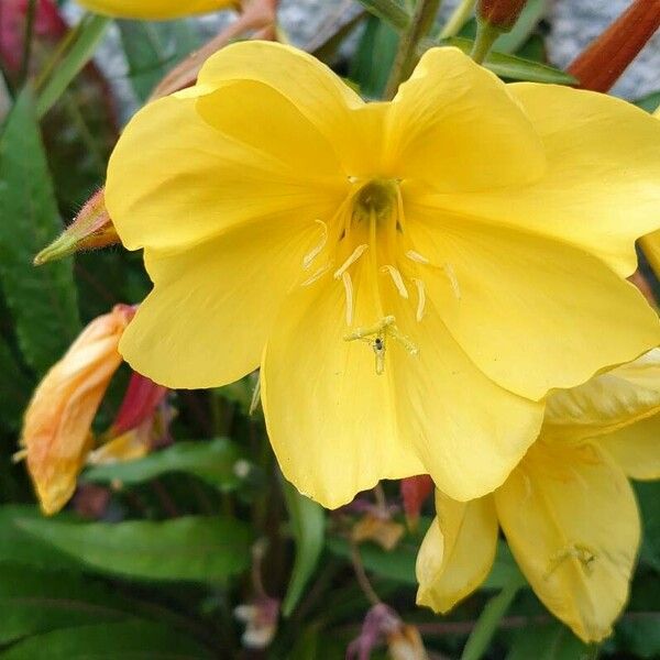 Oenothera × fallax Flower