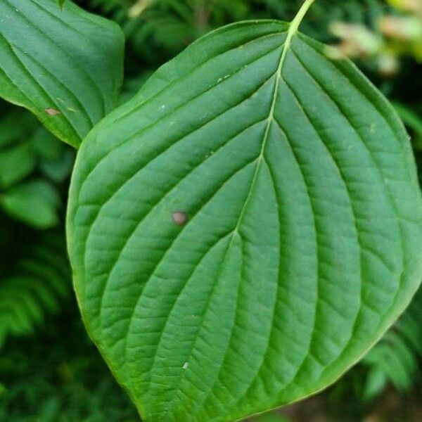 Cornus rugosa Fuelha