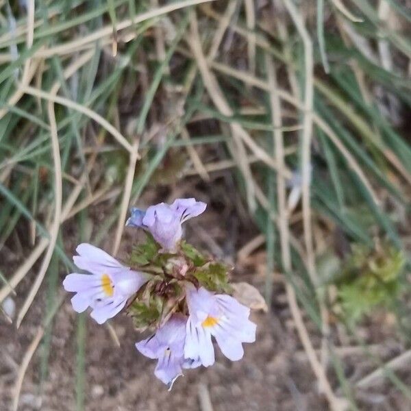 Euphrasia alpina 花