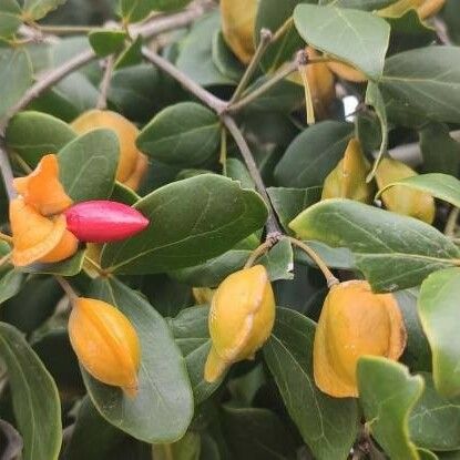 Guaiacum officinale Fruit