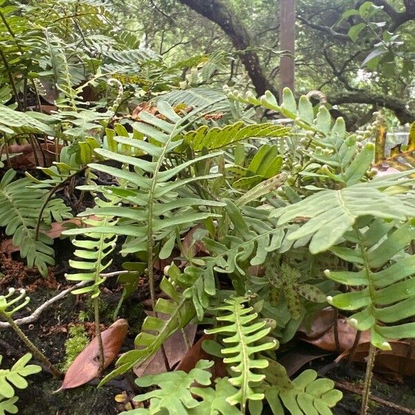 Pleopeltis polypodioides Leaf