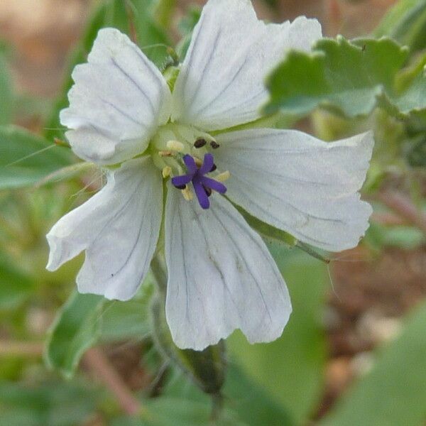 Monsonia angustifolia Flor